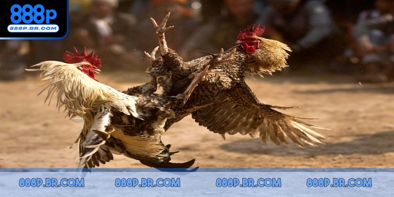 Cựa dao, hình thức được hội viên lựa chọn bởi sự kịch tính