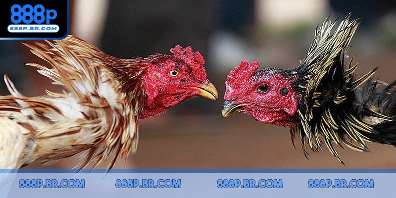 Kê sư được trải nghiệm trận đấu trực tiếp cực kỳ sống động