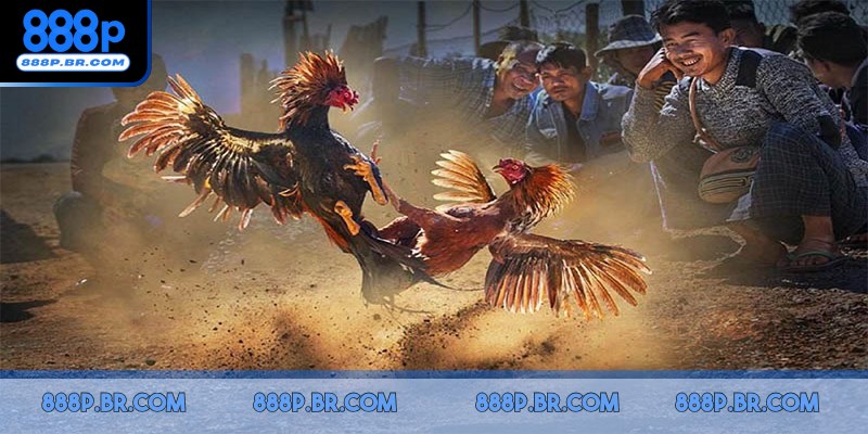 Bắt đầu quy trình, đầu tư vào kê mình tin tưởng