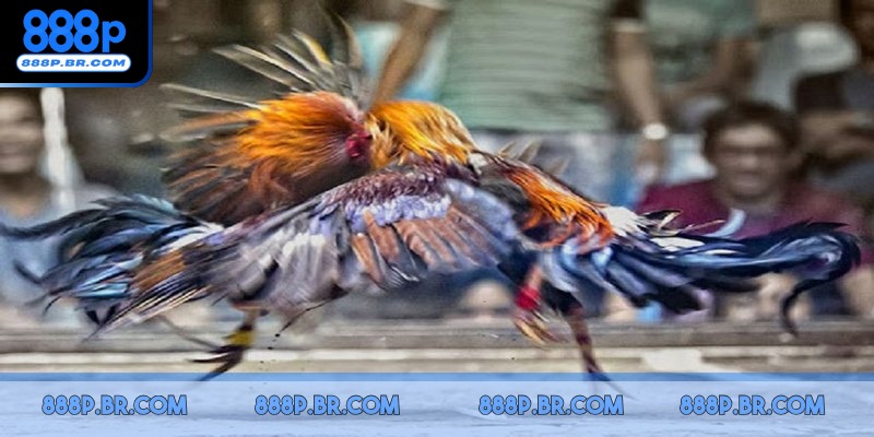 Kê sư cần phải theo sát diễn biến trận đấu