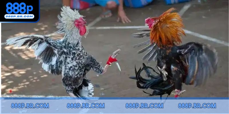 Hình thức truyền thống kéo dài hàng chục phút thi đấu