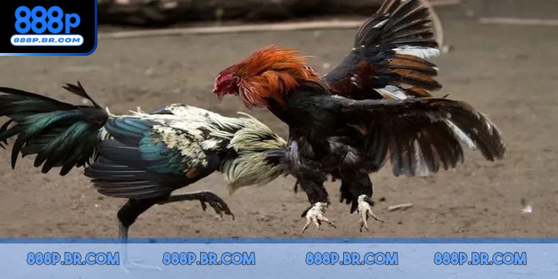 Đá gà ăn tiền hình thức cá cược mang đậm tinh thần đối kháng