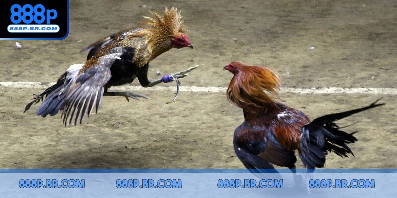 Hãy chú ý dáng đi, tiếng gáy, cách di chuyển của kê