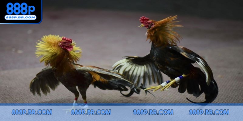 Theo dõi chuyên gia để đọc trận đấu chuẩn xác