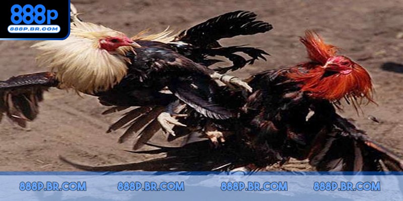 Nên dành thời gian xem lại diễn biến và so sánh